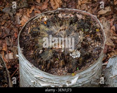 Top view macro photograph of a weathered white birch tree stump with decaying concentric rings and textured peeling bark in a forest environment Stock Photo