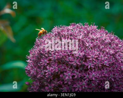 Macro photography of a honeybee gathering pollen on a large purple spherical ornamental onion allium flower cluster with green garden foliage blur Stock Photo