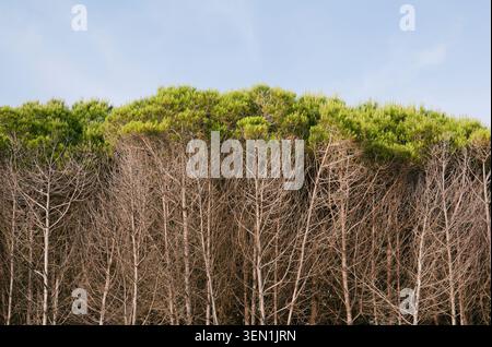 Italian stone pine (Pinus pinea), Maremma, Tuscany, Italy Stock Photo