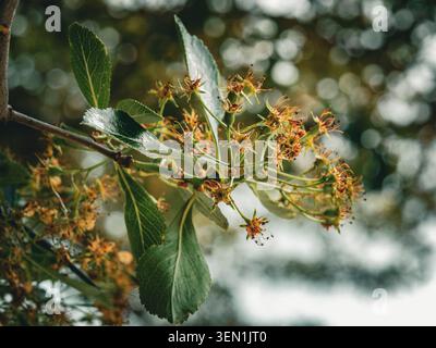 Macro photography of a serviceberry amelanchier tree branch showing green leaves and faded spring flower blossoms developing into tiny young berries Stock Photo
