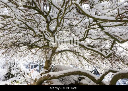Snow on the tangle of branches of a Japanese fan maple Stock Photo