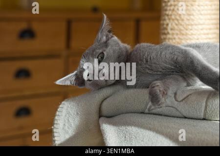 Lying Russian Blue kitten in his home Stock Photo