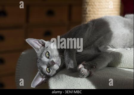 Lying Russian Blue kitten in his home Stock Photo