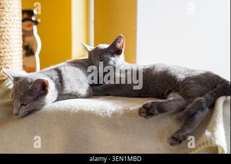 Two sleeping Russian Blue kittens Stock Photo