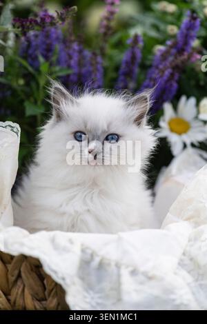 Portrait of a Ragdoll kitten on the flowering terrace Stock Photo
