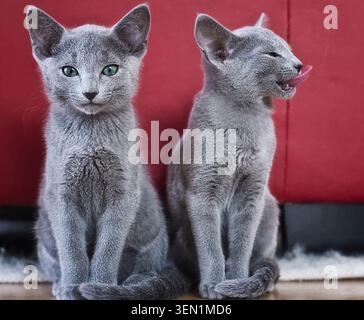 Portrait of two Russian Blue kittens Stock Photo