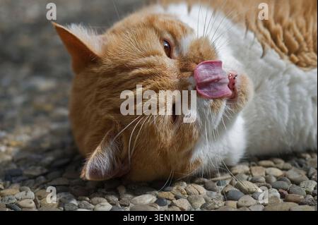 British shorthair tomcat enjoys his time on the balcony Stock Photo
