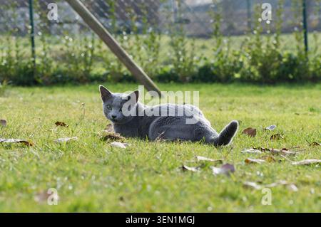 Russian blue cat in the garden Stock Photo