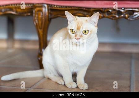 Young Burmese tomcat in his home Stock Photo