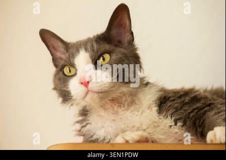 Portrait of a blue and white Devon Rex cat Stock Photo
