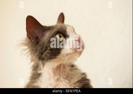 Portrait of a blue and white Devon Rex cat Stock Photo