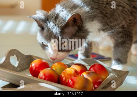 Devon Rex cat is interested in the Easter eggs Stock Photo