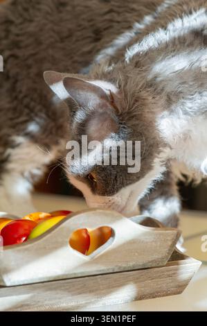 Devon Rex cat is interested in the Easter eggs Stock Photo