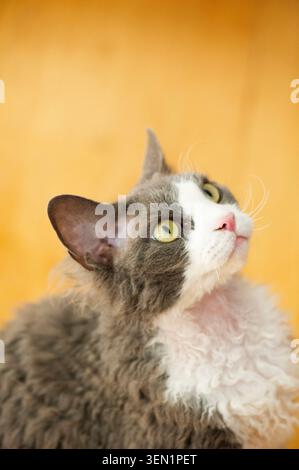 Portrait of a blue and white Devon Rex cat Stock Photo
