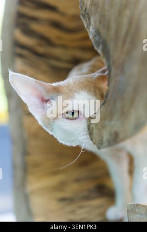 Portrait of a Devon Rex cat Stock Photo