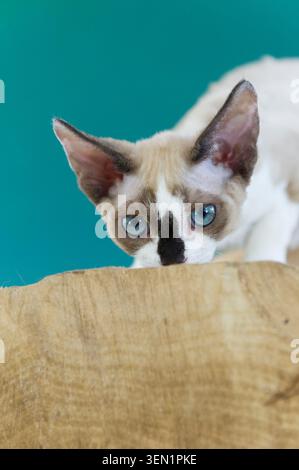 Portrait of a young Devon Rex cat Stock Photo