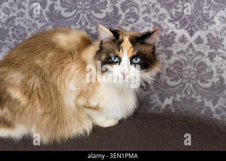 Portrait of a mongrel cat with blue eyes Stock Photo