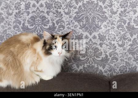 Portrait of a mongrel cat with blue eyes Stock Photo