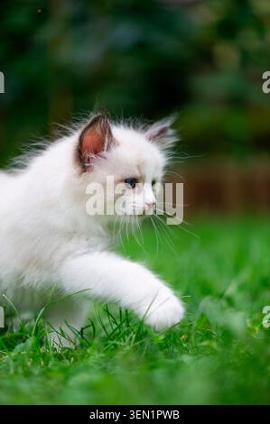 Ragdoll kitten runs through the garden Stock Photo