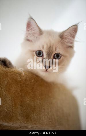 Neva Masquarade kitten looks down from the scratching post Stock Photo