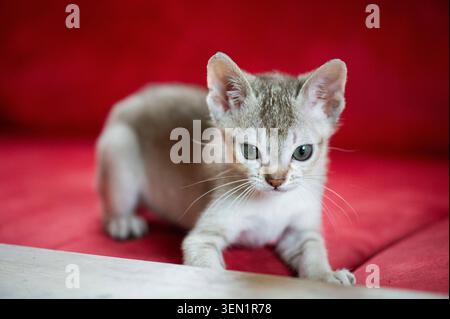 Singapura kitten at home on the sofa Stock Photo