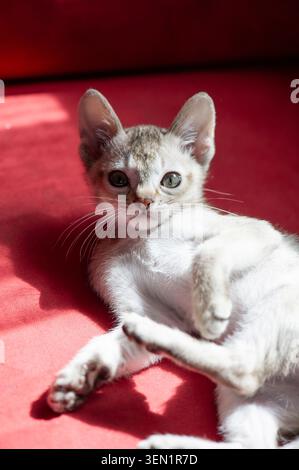 Singapura kitten lying on the sofa Stock Photo