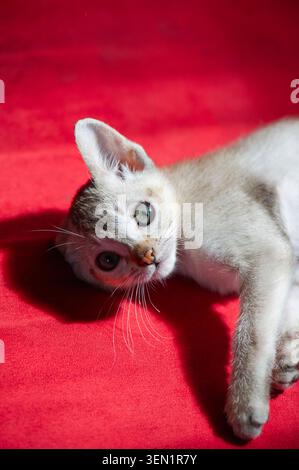 Singapura kitten lying on the sofa Stock Photo