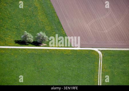 Aerial view: very straight field path leads through meadows with two trees and past fields Stock Photo