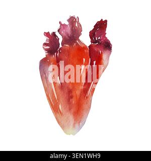 Red pink poppy petal, watercolor illustration in realistic botanical style. Illustration for packaging design, textile, cosmetics, greeting cards, dec Stock Photo