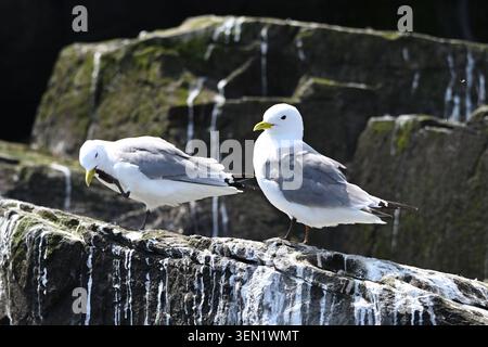 black-legged Kittiwakes, Rissa tridactyla  Farne Islands, Northumberland UK May Stock Photo