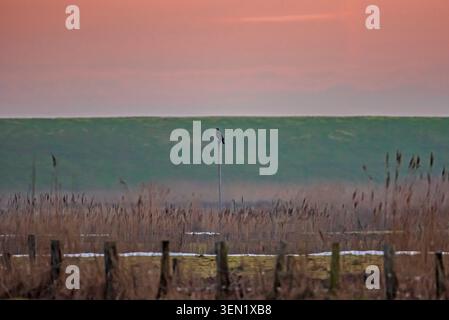 Common Buzzard on a Perch, Sylt, Germany Stock Photo