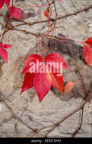 Virginia creeper grows on an old wall Stock Photo