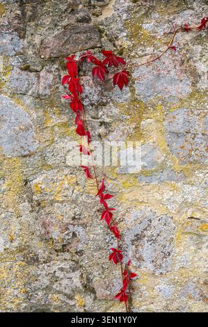 Virginia creeper grows on an old wall Stock Photo