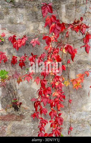Virginia creeper grows on an old wall Stock Photo