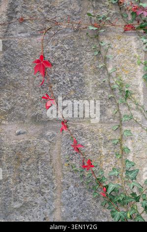Virginia creeper and green ivy grows on an old wall Stock Photo
