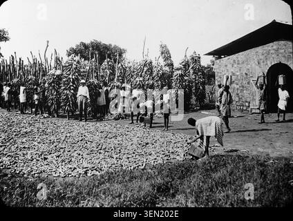 Monochrome press photograph records the drying of maize in Mali in 1909. The scene documents post-harvest treatment using natural drying methods applied to Zea mays, preserving evidence of agronomy practices and cereal processing for food production. Stock Photo