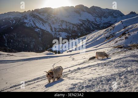 Winter Landscape in the Italian Dolomites with Yaks. A Unique Scenery Featuring Tartary Ox Grazing in Snow-Covered Nature in Northeastern Italy. Stock Photo