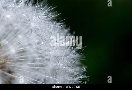 Dandelion seed head with water droplets macro Stock Photo