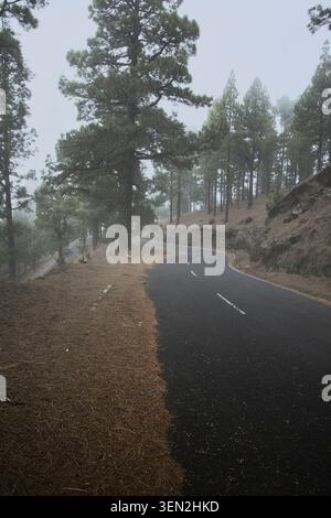 Atmospheric pine forest road in the fog, it winds through the pine forests of the Canary Islands in foggy weather, past volcanic mountain slopes, atmospheric natural landscape. La Palma, Spain Stock Photo