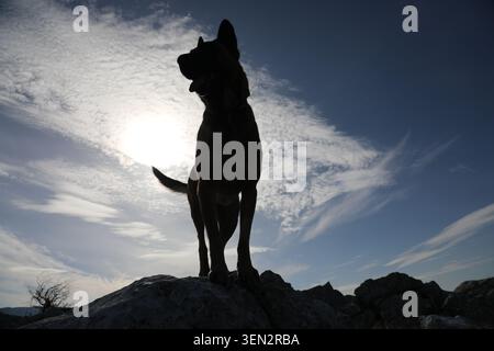 Dramatic silhouette of a Belgian Malinois standing on rocks against a bright sky with textured clouds and backlighting. Stock Photo