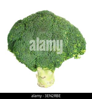 Isolated fresh green broccoli vegetable. Stock Photo