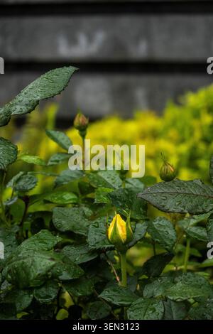 Raindrops settle on serrated leaves and a nascent yellow rosebud in a macro study of horticultural resilience. The image highlights the latent potenti Stock Photo