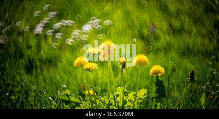 Meadow, dandelion in bloom Stock Photo