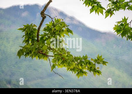 Plane tree, branch in front of blurred background Stock Photo
