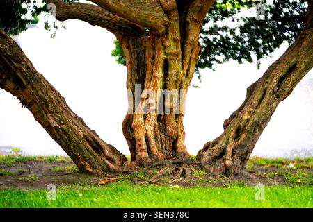 Weathered tree, cut-out Stock Photo