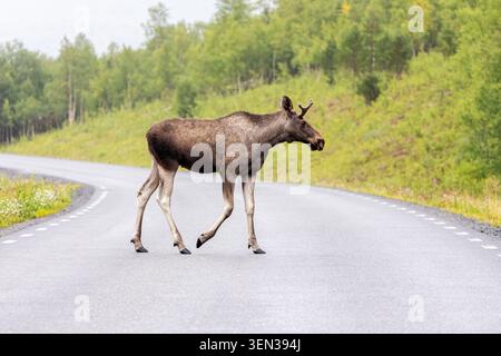 A young bull moose (Alces alces) crosses the Silver Road in Swedish Lapland, Norrbotten province Stock Photo