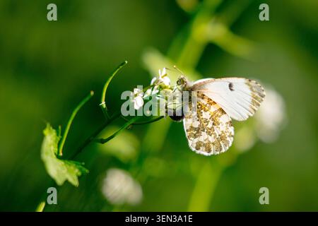 Female orange tip butterfly (Anthocharis cardamines) laying eggs on garlic root (Alliaria petiolata) Stock Photo