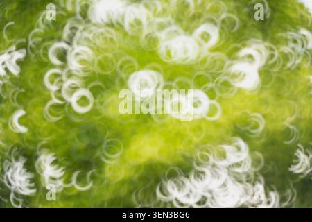 abstract nature background in green and white, bokeh Stock Photo