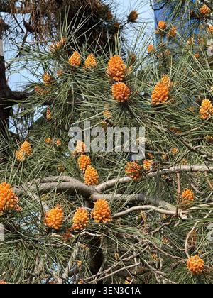 Pine tree branches with orange pine cones on bright sunny day. Mobile photo Stock Photo