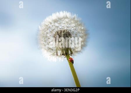 Close-up of a dandelion against a blue sky with a ladybug on the stem Stock Photo